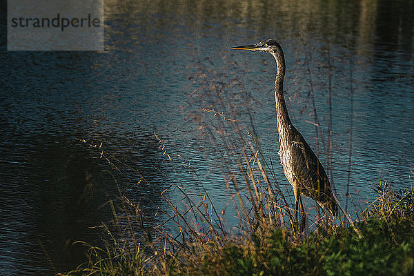 Großer Blaureiher  der auf einem Feld am See sitzt