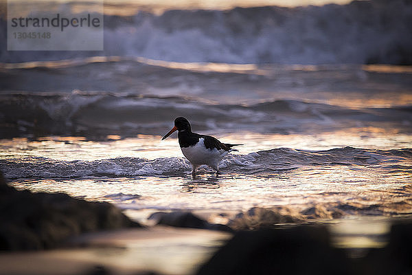 Austernfischer  der bei Sonnenuntergang an Land im Meer sitzt