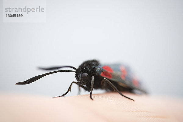 Nahaufnahme von Fünf-Punkt-Burnet (Zygaena trifolii) auf der Hand gegen den Himmel