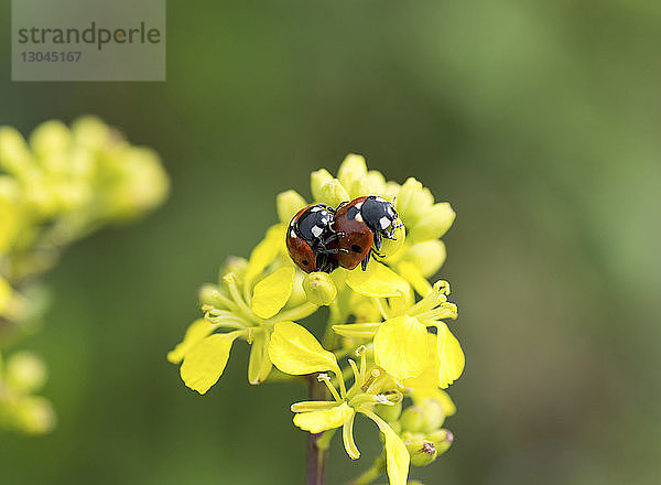 Nahaufnahme der Marienkäfer  die sich auf gelben Blüten paaren