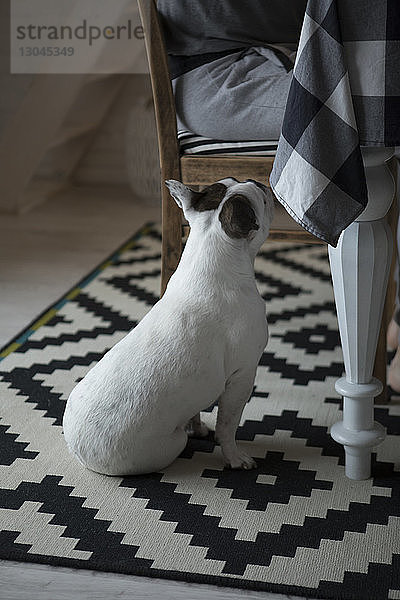 Französische Bulldogge schaut Frau an  die zu Hause auf einem Stuhl sitzt