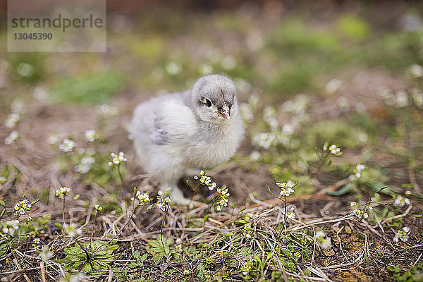 Nahaufnahme eines Kükenbabys auf dem Feld