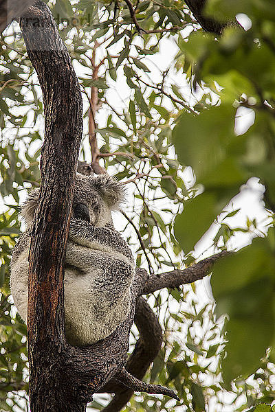 Niedrigwinkel-Ansicht eines Koalas  der auf einem Baum sitzt