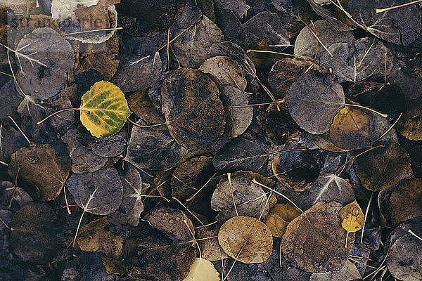 Draufsicht auf trockene Blätter auf dem Feld im Herbst