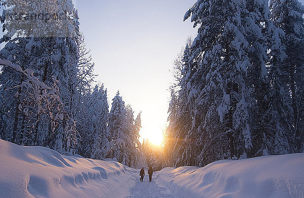 Rückansicht von Männern  die bei Sonnenuntergang auf einem schneebedeckten Feld inmitten von Bäumen stehen