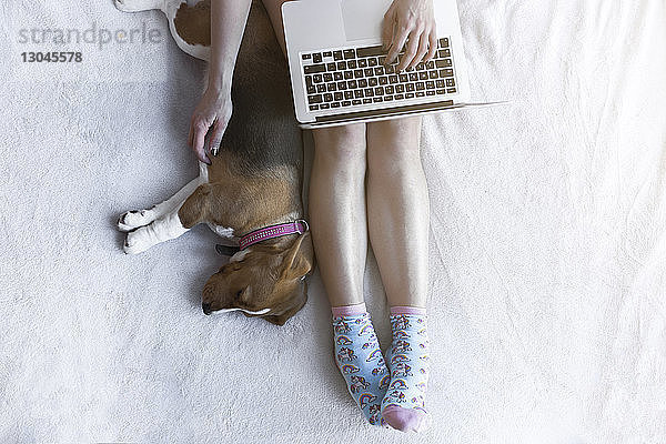 Draufsicht einer Frau  die zu Hause einen Laptop mit Beagle auf dem Bett benutzt