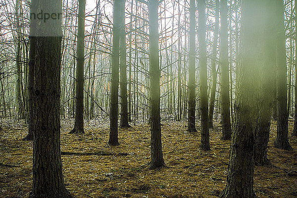 Szenische Ansicht der im Wald wachsenden Bäume