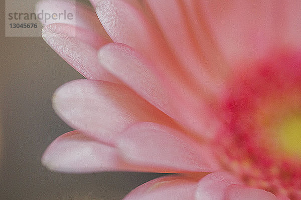 Nahaufnahme der Gerbera-Blüte