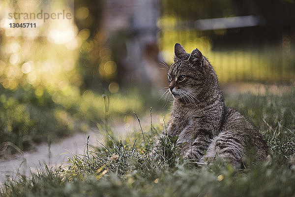 Katze schaut weg  während sie auf einem Grasfeld im Hof sitzt