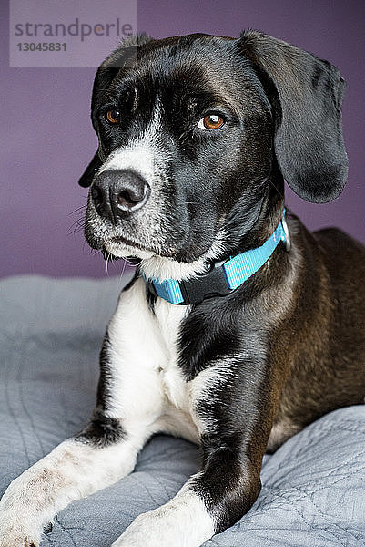 Porträt eines Hundes  der zu Hause auf einer Decke sitzt