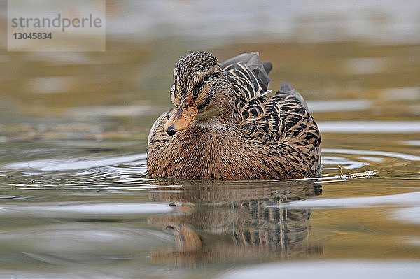 Nahaufnahme einer im See schwimmenden Stockentenart (Anas platyrhynchos)