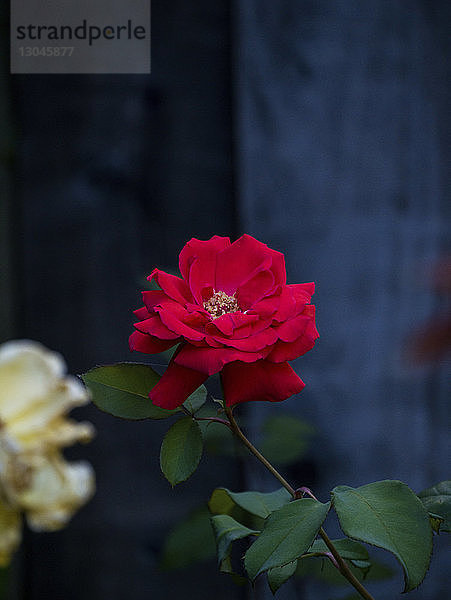 Blühende Rose im Park