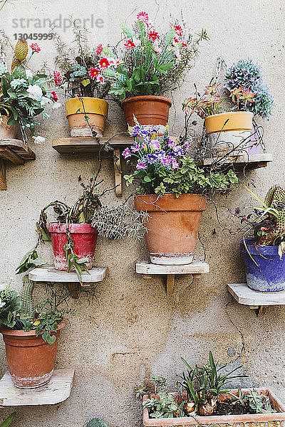 Topfpflanzen in Regalen an der Wand