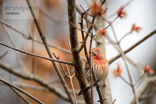 Nahaufnahme eines Vogels  der auf einem Ast sitzt