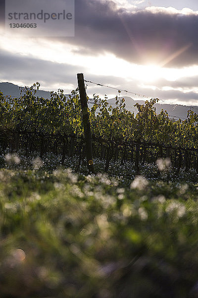 Niedrigwinkelansicht des Weinbergs gegen bewölkten Himmel