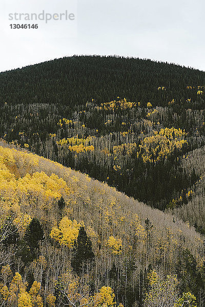 Landschaftliche Ansicht des Waldes im Herbst