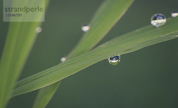 Nahaufnahme von Tautropfen auf Gras