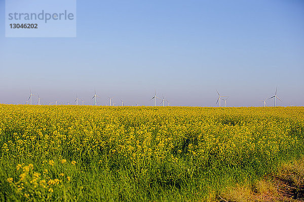 Gelb blühende Pflanzen und Windmühlen auf dem Feld gegen klaren Himmel