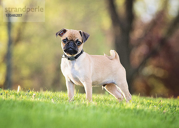 Porträt eines Mops auf einem Grasfeld im Park stehend