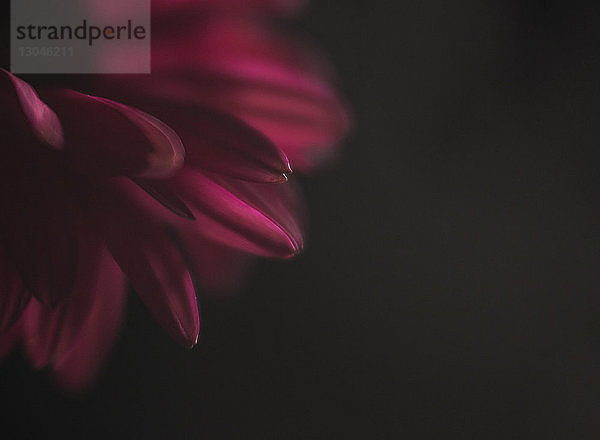 Nahaufnahme einer frischen Gerbera auf schwarzem Hintergrund