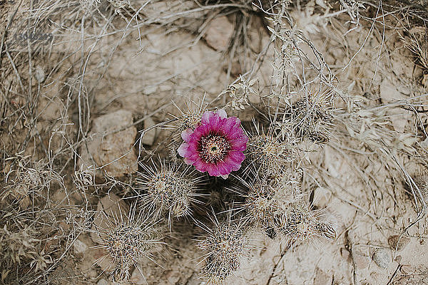 Draufsicht einer rosa Blüte  die auf einem Kaktus wächst