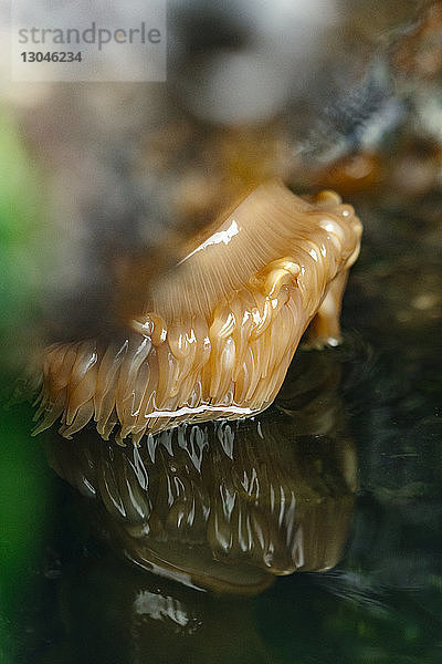 Nahaufnahme einer Seeanemone unter Wasser