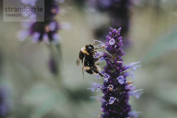 Nahaufnahme einer Honigbiene  die auf Blüten bestäubt