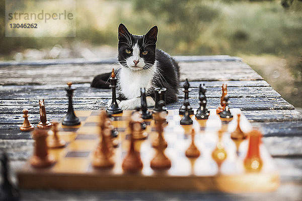 Porträt einer auf einem Holztisch sitzenden Katze mit Schachfiguren im Vordergrund im Hinterhof