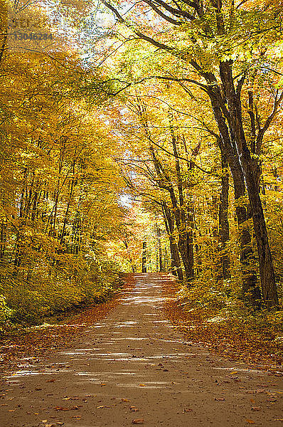 Herbstliche Bäume im Provinzpark