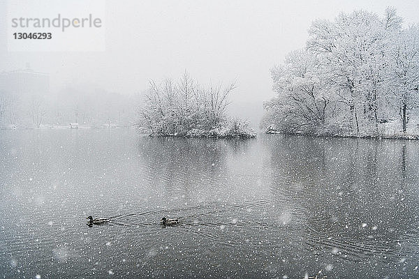 Hochwinkelaufnahme von Enten  die bei Schneefall auf dem See schwimmen