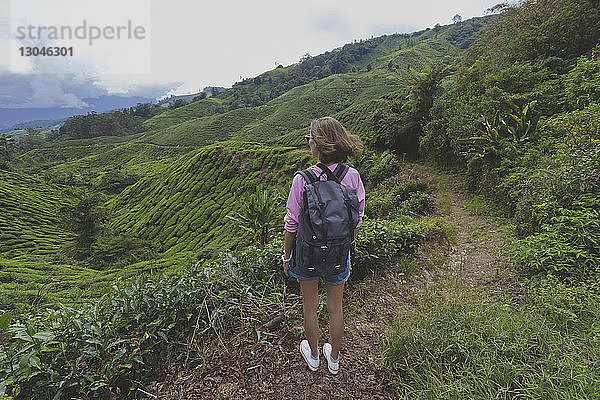 Wanderin mit Rucksack betrachtet Teepflanzen  die in den Cameron Highlands wachsen