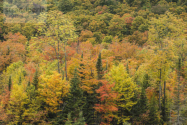 Hochwinkelansicht von Bäumen im Wald im Herbst