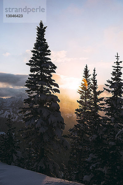 Ruhiger Blick auf schneebedeckte Bäume gegen den Himmel bei Sonnenaufgang