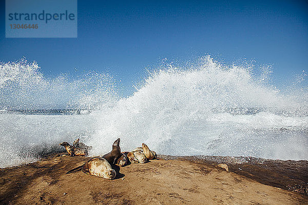 Seelöwen entspannen sich auf Felsen  während Wellen im Meer gegen den blauen Himmel plätschern