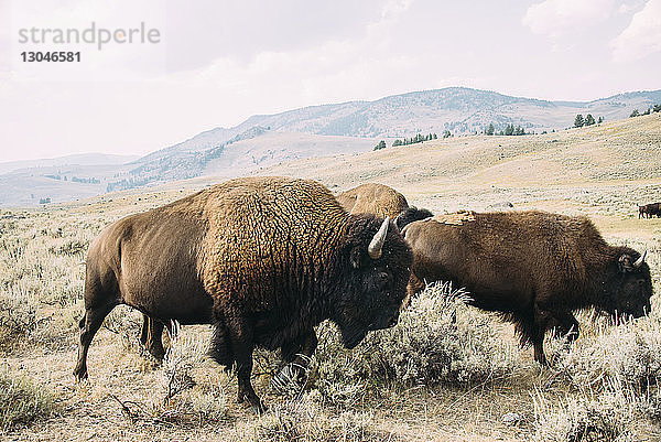 Amerikanischer Bison grast auf dem Feld gegen Berge und Himmel im Yellowstone-Nationalpark