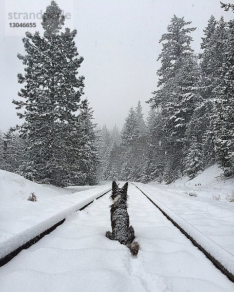 Rückansicht eines Hundes  der auf einer schneebedeckten Eisenbahnschiene sitzt