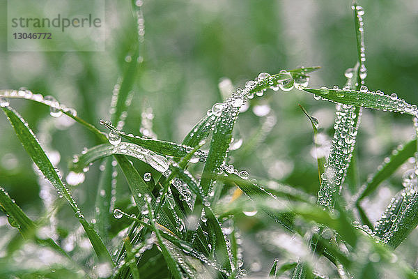 Nahaufnahme von Wassertropfen auf Gras