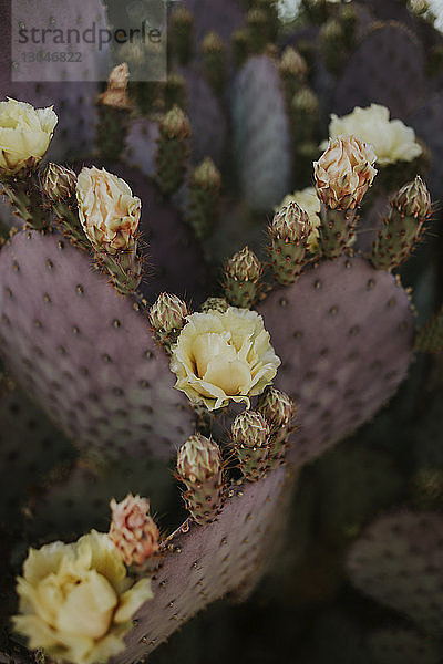 Nahaufnahme von Blumen  die auf Kakteen wachsen