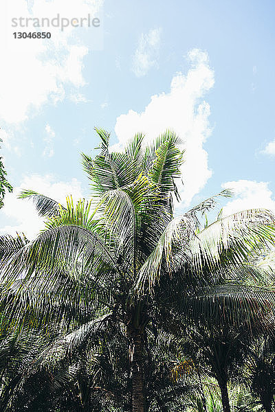 Niedrigwinkelansicht einer Kokospalme  die am sonnigen Tag vor bewölktem Himmel wächst