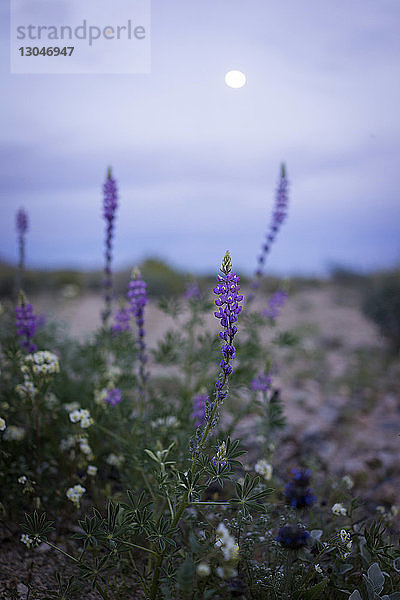 Nahaufnahme von gegen den Himmel wachsenden Blumen im Joshua-Tree-Nationalpark