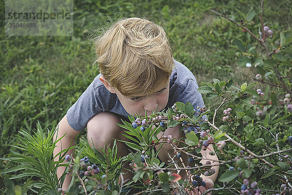 Hochwinkelaufnahme eines Jungen beim Blaubeerenpflücken auf dem Bauernhof