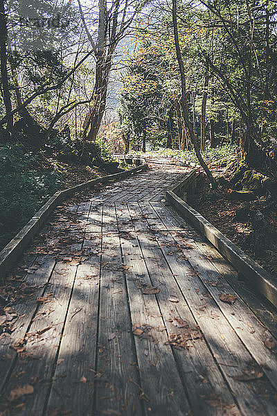 Strandpromenade inmitten von Bäumen im Nikko-Nationalpark