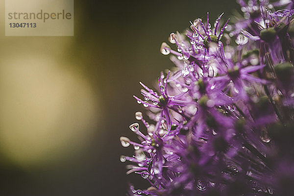 Nahaufnahme von nassen Blumen  die im Park blühen