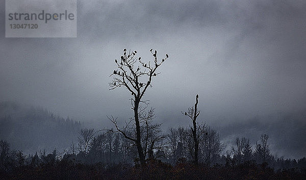 Silhouette von Adlern  die auf einem kahlen Baum gegen den Himmel sitzen