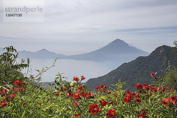 Idyllischer Blick auf blühende Pflanzen am Atitlan-See inmitten der Berge bei nebligem Wetter