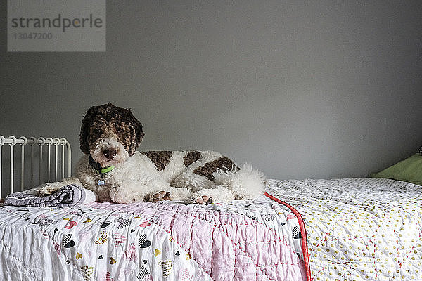 Porträt eines Hundes  der zu Hause auf dem Bett an der Wand sitzt