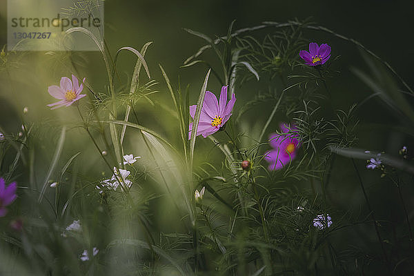 Nahaufnahme von Blumen  die auf einem Feld im Park blühen