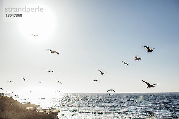 Vogelschwarm fliegt bei Sonnenuntergang über das Meer