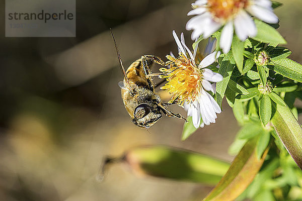 Nahaufnahme einer Honigbiene  die eine Blüte bestäubt