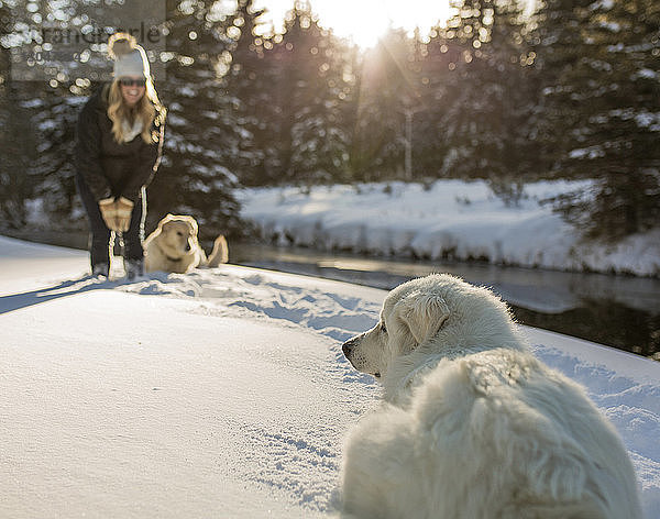 Glückliche Frau mit Hunden im Wald im Winter